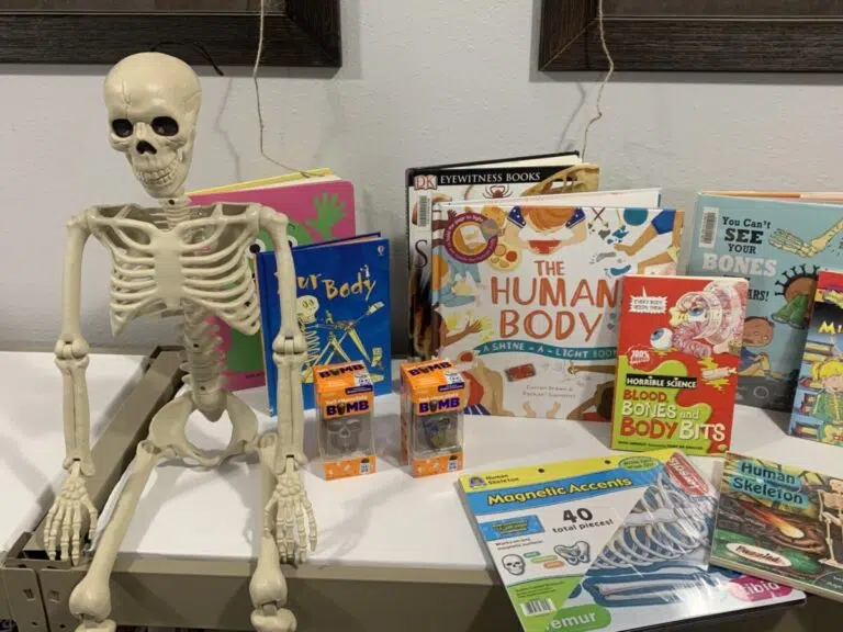Skeleton Unit Study