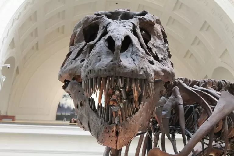 Dinosaur Unit Study
