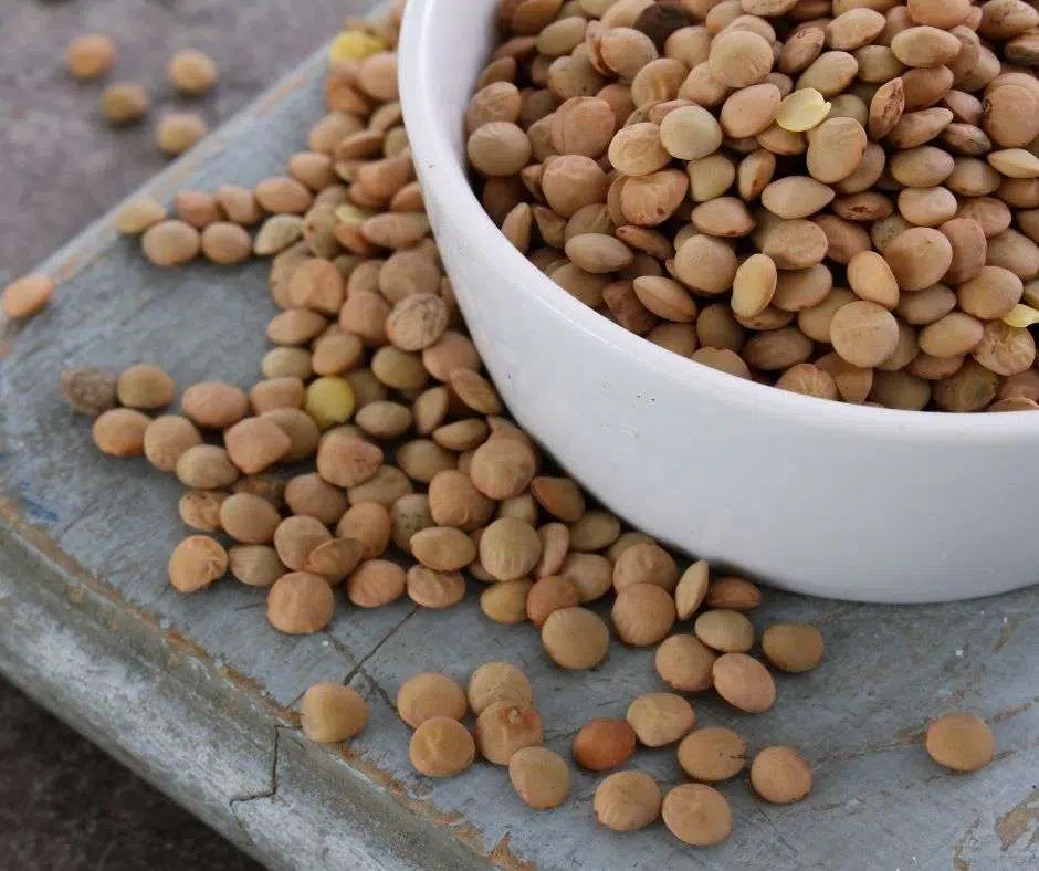 A white bowl of lentils, one of the ingredients in lentil soup with hot dogs.