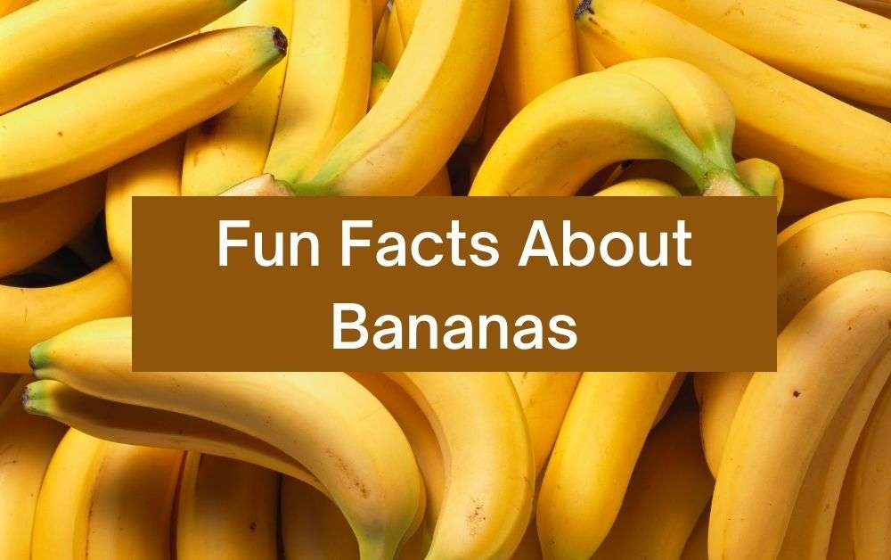 Fun Facts About Bananas Featured Image.