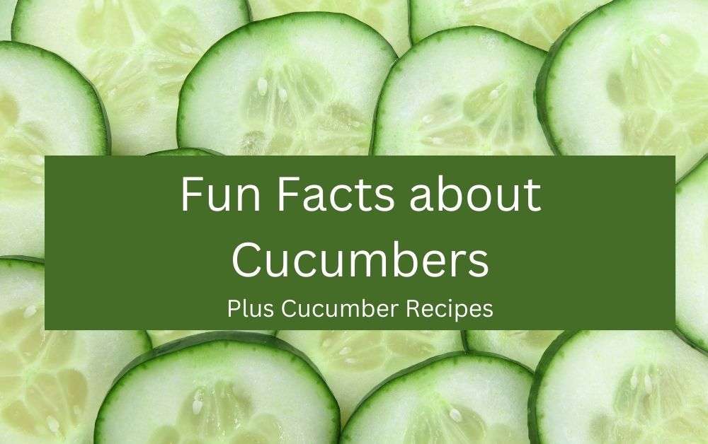 Fun facts about cucumbers featured image.