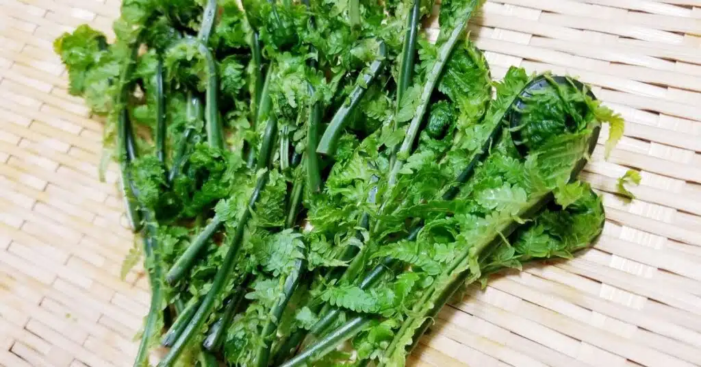 15 Best Substitutes for Asparagus