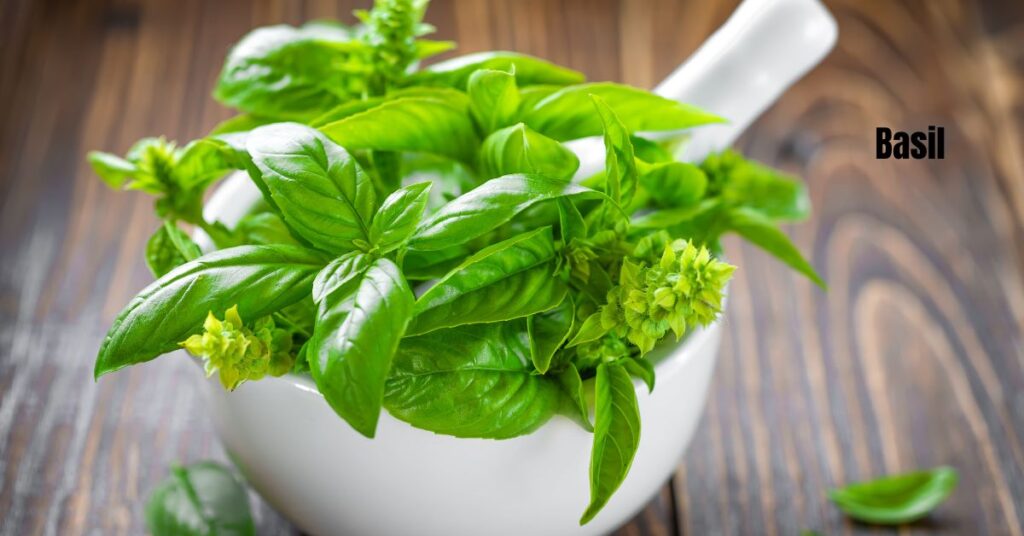 A white bowl for a fresh basil one of the best substitutes for mint.