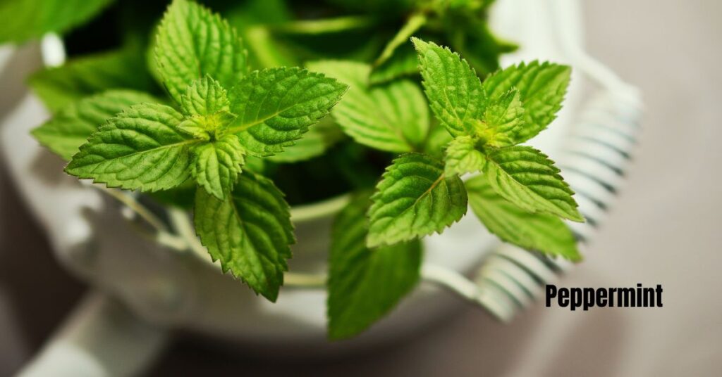 A close up view of fresh peppermint leaves in a white bowl.