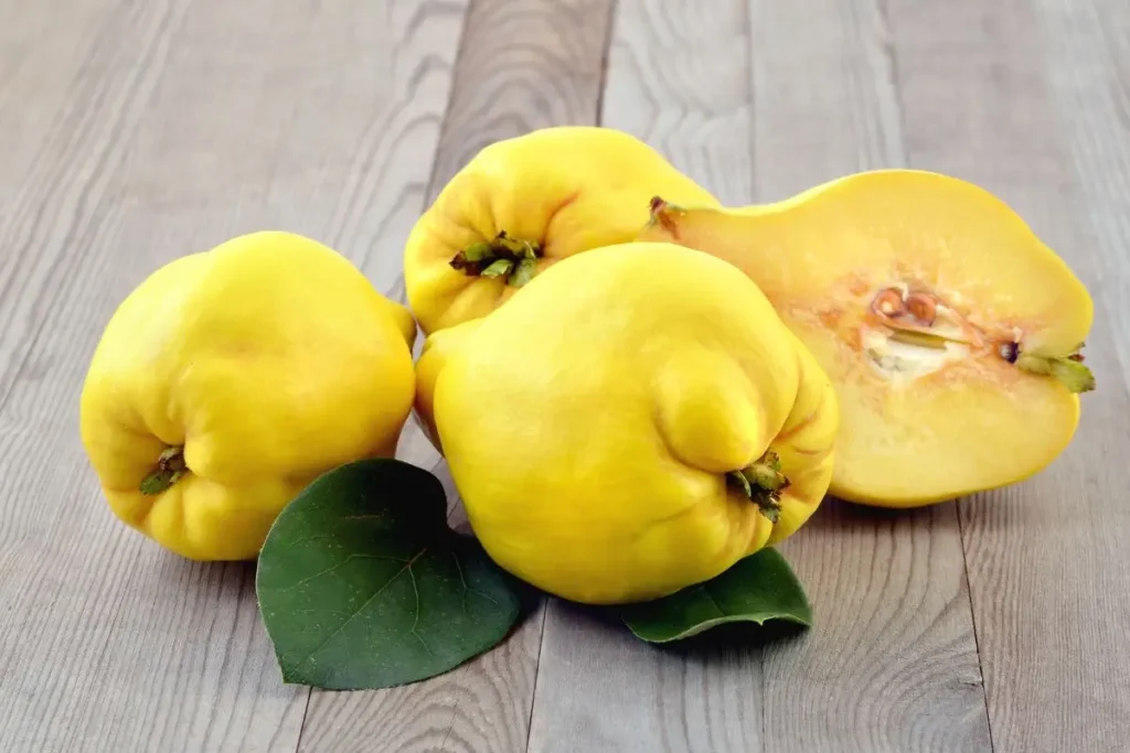 Quince as seasonal fruit in the fall