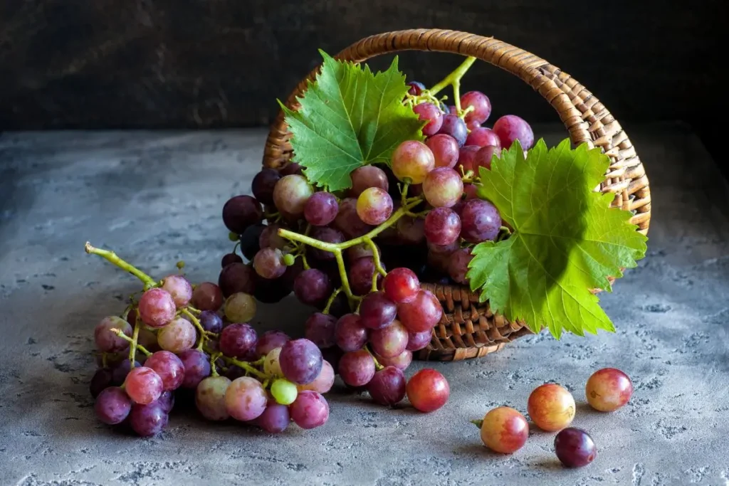 A basket brimming with deep purple Concord grapes and Red Globe varieties, still attached to the vine with green leaves. Grapes, particularly in these late-season varieties, are a key part of November seasonal produce, loved for their antioxidants and versatility in both sweet and savory dishes.