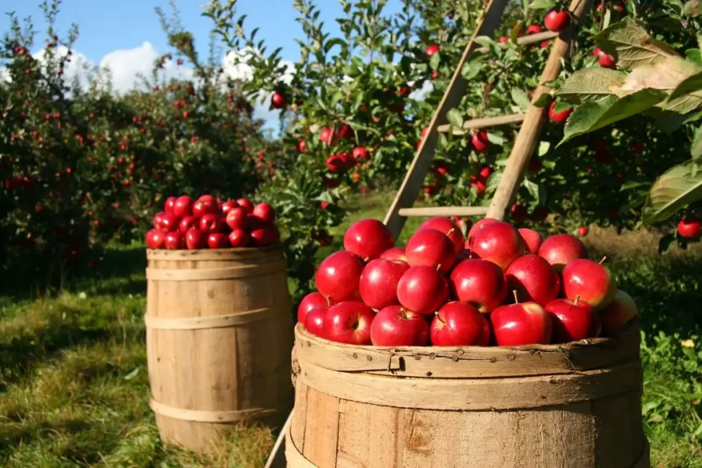 Barrels full of freshly picked red apples at an orchard, with rows of apple trees in the background. Apples are a staple of November seasonal produce, offering crisp and sweet varieties like Honeycrisp and Fuji.