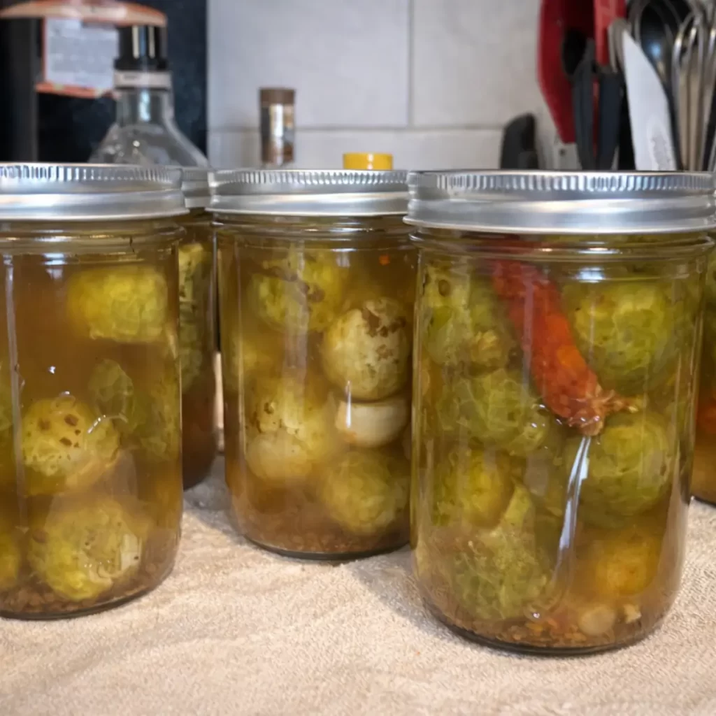 Homemade pickled Brussels sprouts in mason jars with garlic and chili on a kitchen counter